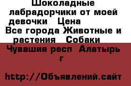 Шоколадные лабрадорчики от моей девочки › Цена ­ 25 000 - Все города Животные и растения » Собаки   . Чувашия респ.,Алатырь г.